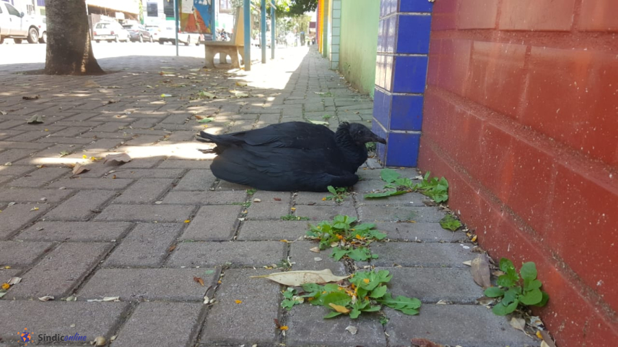 Urubu ferido busca abrigo em condomínio residencial na zona leste de Londrina