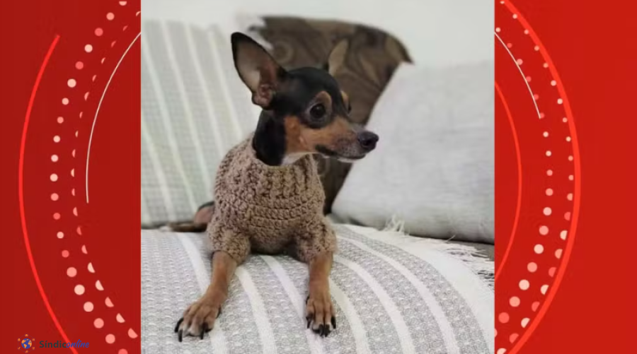 Pitbull foge de casa e mata pinscher dentro de condomínio no Norte do ES