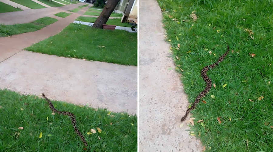 Aparição de jararaca em condomínio assusta moradores no Parque Verde